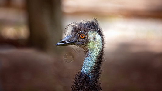 大型澳大利亚鸸鹋特写好奇心手表农场动物头发鸟类荒野野生动物棕色眼睛背景