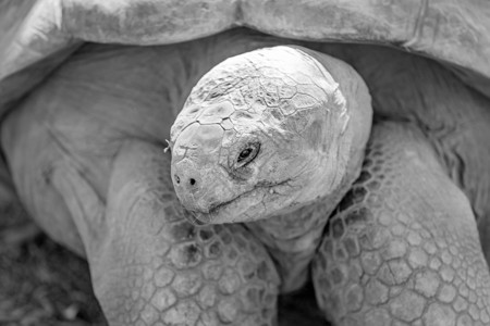 加拉帕戈斯巨龟巨型古老的加拉帕戈斯乌龟栖息地动物情调圆顶灭绝异国皱纹森林皮肤濒危背景