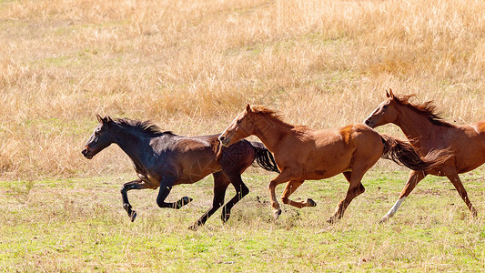 野马养牛群在全国各地赛跑阳光牧人团体马术牧马人农村马匹动物农场赛车背景图片