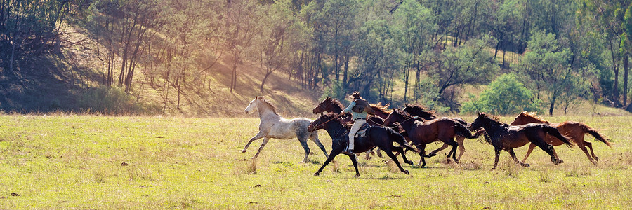 野马养牛群在全国各地赛跑阳光追求自由收费牧人马术牛仔赛车牧马人牧场背景图片