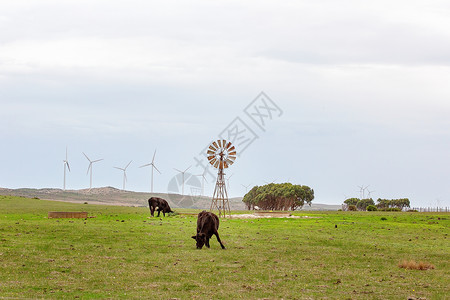 旧风和新风装置的边上生物挤奶工地平线农场力量活力多样性水电牛奶环境背景