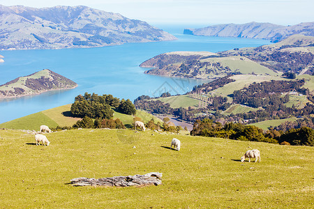卡罗新西兰的班克斯半岛绵羊农田天空家畜太阳牧场羊肉草地场景农村旅行背景