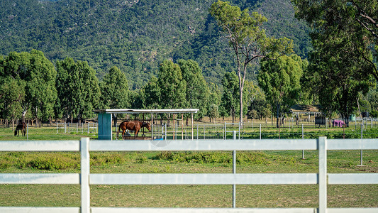 家畜养马的乡村骑马场高清图片