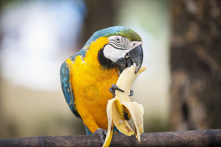 前景焦点蓝黄金刚鹦鹉 吃香蕉 白酒 凤梨背景