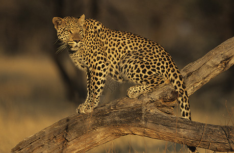 豹狮子座猫科动物灵巧高清图片