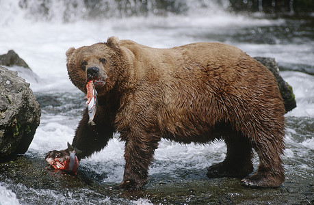 熊吃鱼美国 阿拉斯加 Katmai国家公园 棕熊吃沙门河背景