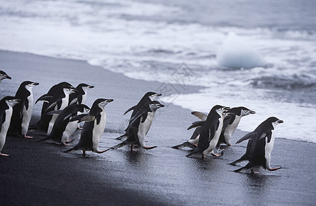 帽带企鹅企鹅群落动物海洋冲浪自然界海滩野生动物团聚殖民地大海运动背景