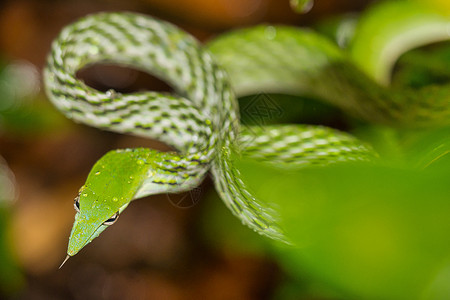 鞭蛇生物多样性生态旅游高清图片