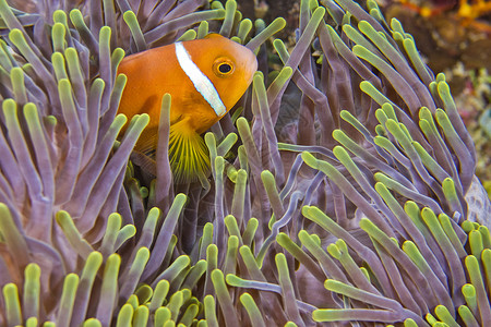 南阿里环礁 马尔代夫热带海洋生物脊椎动物两栖毒液息肉动物学潜艇生物学野生动物背景图片
