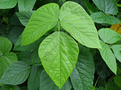 植物相片树上的绿色树叶特写了相片背景