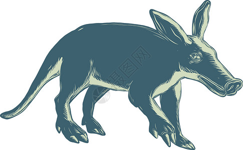 食虫的Aardvark 缩略板样式动物木刻插图活动哺乳动物模版蚀刻雕刻土豚油毡插画