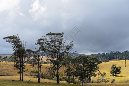 澳大利亚乳奶农牧草上的滚山和树 澳洲背景图片