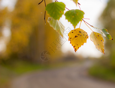 黄色和绿色秋绿树叶 在大自然中美丽的地方里植物公园环境叶子宏观阳光晴天摄影森林植物群背景图片