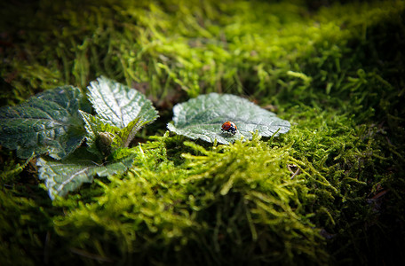 双积分坐在一片被绿苔覆盖的树桩上叶子上的昆虫蠕虫背景