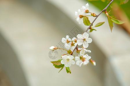 在早年五月 花园盛开白樱花花高清图片
