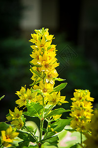 利西马基亚花朵盛开明亮黄色高清图片
