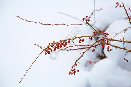 雪宝素材在冬季公园的绿莓树枝 红莓在白色背景上背景