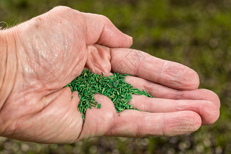 手草高级男性手握着覆盖的草籽 用于修补花园草坪混合物植物母猪播种培育人手园丁棕榈生长粮食背景