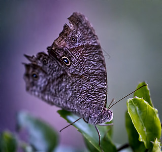 绿叶上的紫蝴蝶背景图片