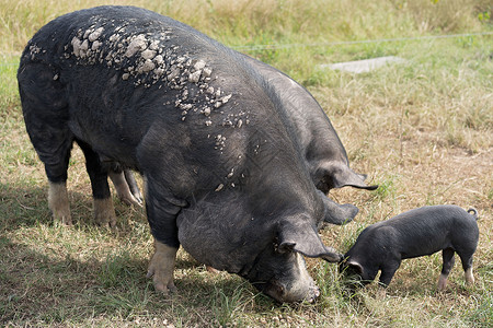 免费野地猪养殖鼻子猪舍小猪粮食荒野牧场动物食物配种农场背景图片
