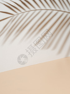 白墙上的棕榈叶阴影 奶油面粉地板产品墙纸旅行衬套植物树叶化妆品生长小样推介会背景图片