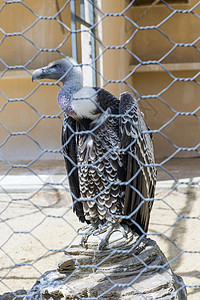动物园铁丝网背后的秃鹫栅栏笼子国王网格野生动物羽毛荒野自由秃鹰动物背景图片
