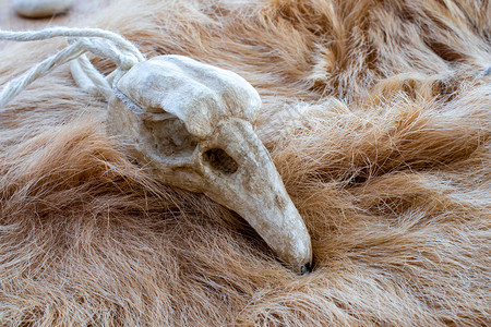 头骨剪贴画鸟头骨在动物皮上 颈带是德鲁伊或魔术师仪式用的收藏解剖学骨骼幼崽质量乌鸦毛皮雕刻死亡蚀刻背景