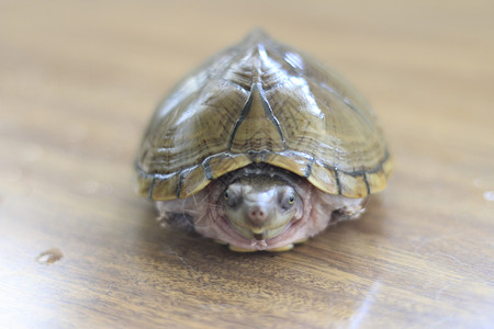 Razorback 口腔乌龟或餐桌上孤立的尖牙海龟生物学宏观生物热带荒野水陆宠物剃刀野生动物动物背景图片