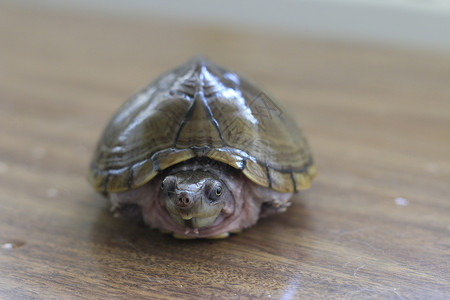 Razorback 口腔乌龟或餐桌上孤立的尖牙海龟野生动物生物学宏观荒野动物宠物剃刀热带生物动物群背景图片