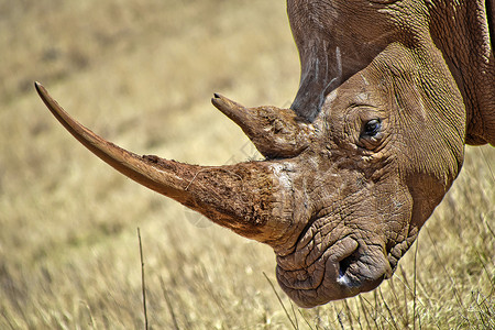 白犀牛 犀牛和狮子自然保护区 南非高清图片