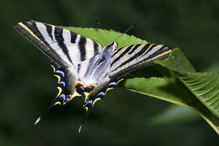 迷失之蝶伊比利亚珍稀燕尾蝶 西班牙瓜达拉马国家公园背景
