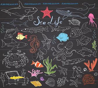 鲸鱼与海马大海洋生物动物手绘素描集 鱼 鲨鱼 章鱼 海星和螃蟹 鲸鱼和海龟 海马和贝壳以及刻字在黑板上的涂鸦海鲜粉笔食物胸部绘画生活珊瑚海设计图片