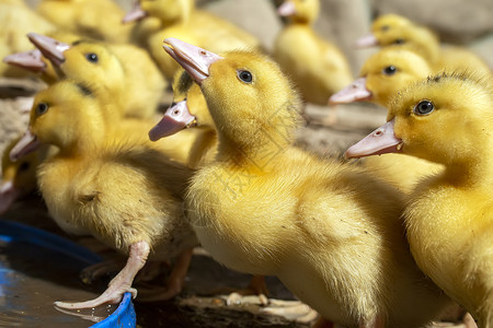 一群鸭子 在家里种家禽农场动物生长动物群家庭经济团体新生嘎嘎漏洞背景
