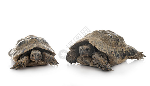 工作室中的希腊乌龟爬虫陆龟动物野生动物背景图片
