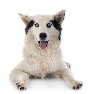 雅库天莱卡演播室工作室白色黑色小狗动物宠物蓝色眼睛双色背景图片