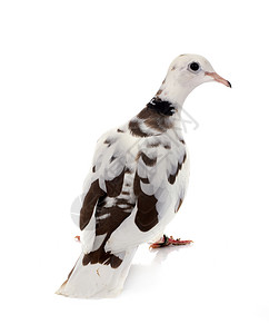 非洲领带鸽子白色棕色斑鸠动物工作室背景图片
