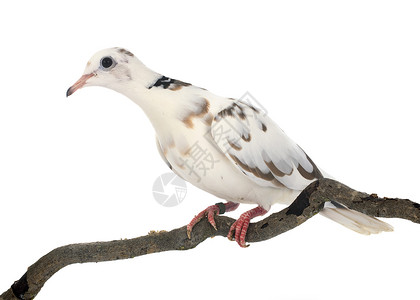 非洲领带鸽子白色动物斑鸠棕色栖息工作室背景图片
