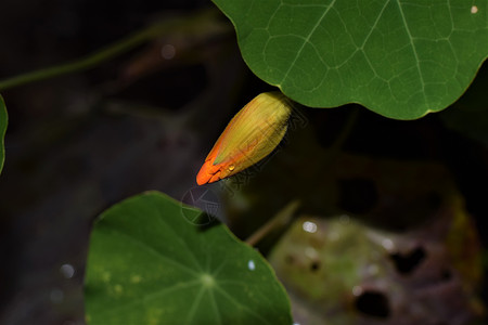 梭状芽胞杆菌自然模糊的高清图片