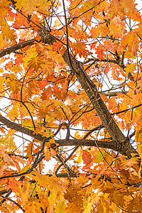 秋色树树叶季节环境晴天国家季节性黄色背景图片