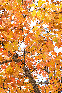 秋色树树叶国家环境晴天黄色季节季节性背景图片