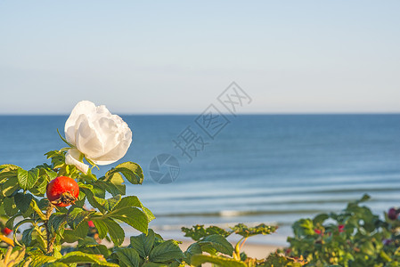 波罗的海的玫瑰花朵白色沙滩蓝色玫瑰海洋海滩高清图片