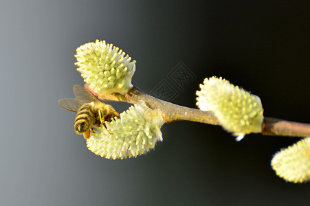 柳花与蜜蜂开花信使柳絮使者宏观枝条花粉野生动物季节性植物衬套背景图片