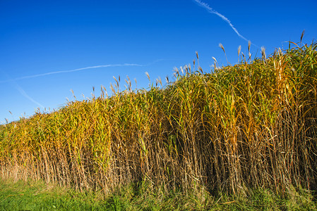 秋天开草草植物农业技术天空栽培活力燃料柴油机加热棕色背景图片