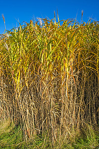 秋天开草草栽培加热植物生物场地生产环境农业萃取棕色高清图片