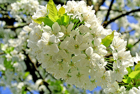 樱花花白色蓝色植物季节花朵植物群绿色高清图片