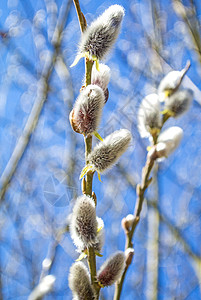 春天使者柳花开花白色季节性信使衬套蓝色枝条植物宏观使者植物群背景