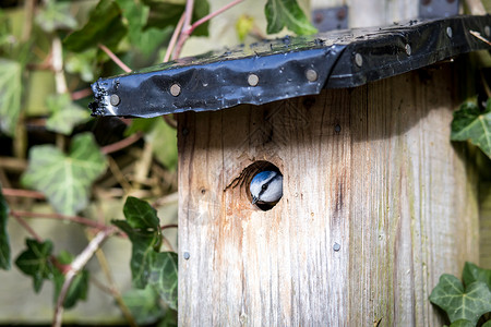 鸟灶洞蓝奶在鸟屋野生动物木头季节山雀羽毛花园配种黑色盒子房子背景