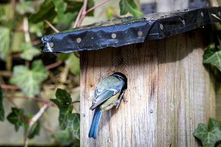 又名蓝冠山雀蓝奶在鸟屋盒子食物野生动物动物蓝色花园房子木头黑色荒野背景