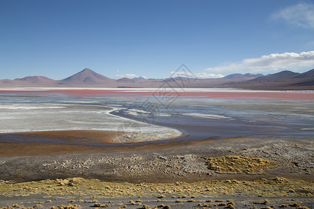 盐沙漠玻利维亚的沙漠旅游高度高原游客藻类红色吸引力旅行火烈鸟背景