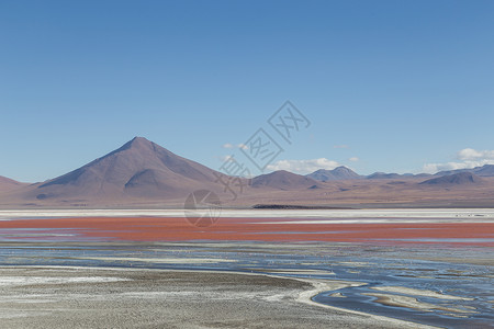 玻利维亚的旅游藻类高度动物旅行国家高原火烈鸟红色高清图片